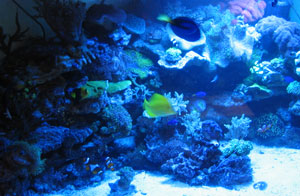 Unser Riffaquarium