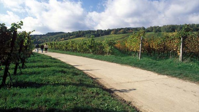 Weinberge soweit das Auge reicht...