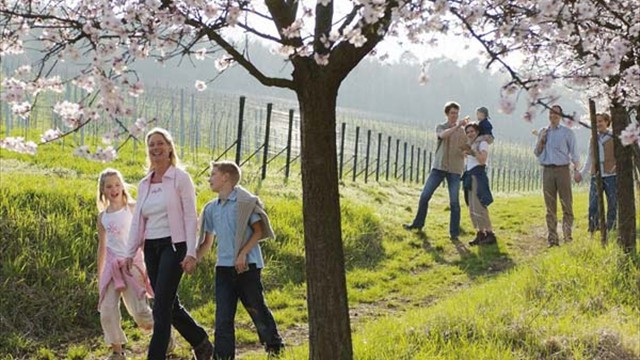 Mandelblte in der Pfalz