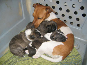 Fee mit Babys