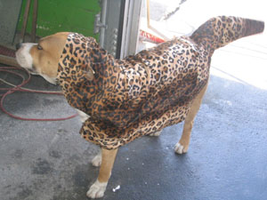 Sam als Leopard verkleidet