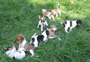 Unser Wurf 2007